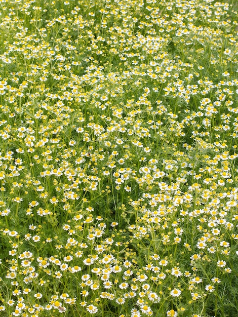 Matricaria chamomilla with blooming flowers on meadow