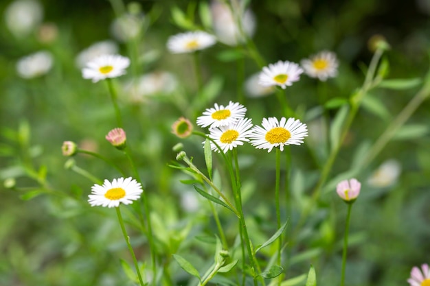 Matricaria recutita is a plant widely used for medicinal and cosmetic purposes selective focus