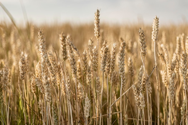 Mature Barley Spike in Summer Field Macro Shot