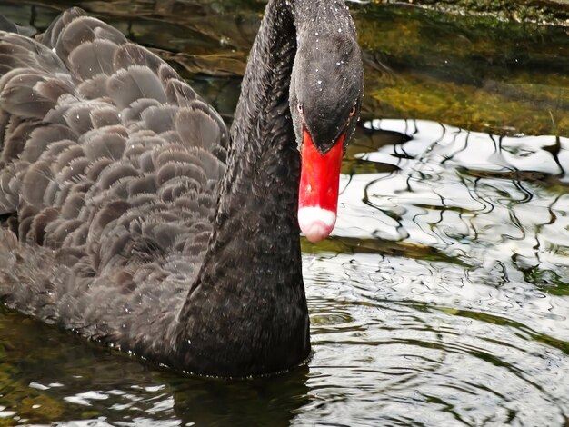 Mature black swan close up on the lake