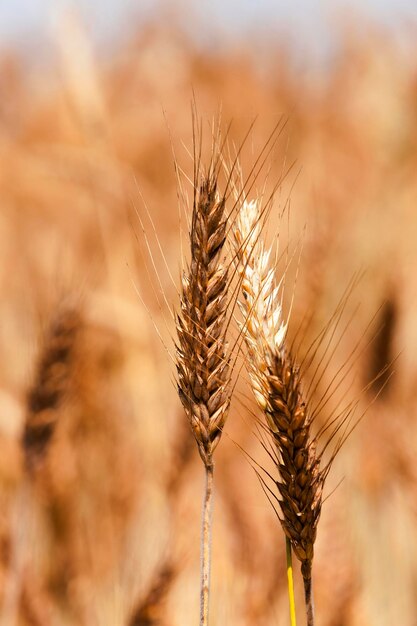 Mature cereal closeup