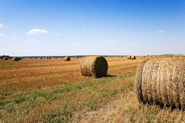 Mature cereals harvest