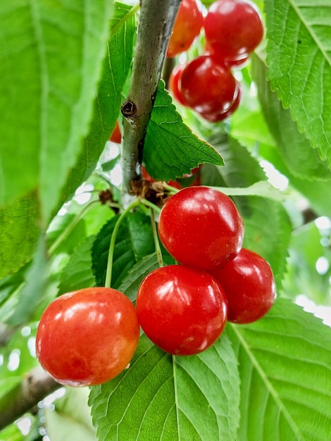 Mature cherry tree with green leaves and ripe fruits Ripe cherries hanging from cherry tree branch