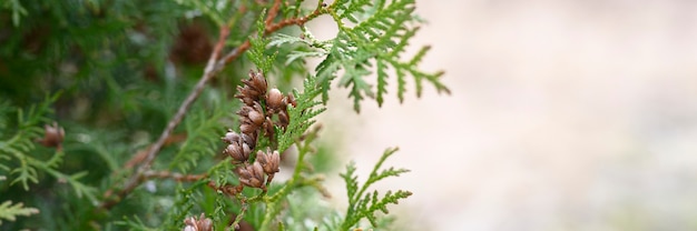 Mature cones oriental arborvitae and foliage thuja. close up of bright green texture of thuja leaves with brown seed cones. banner