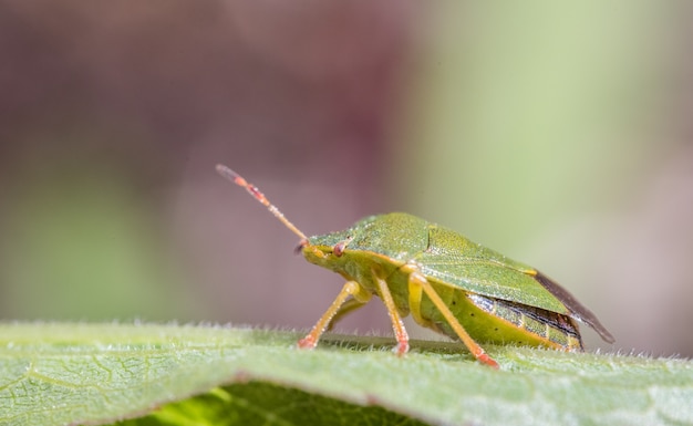 Mature Eurasian Green shield bug Palomena prasina on a green leaf, side view