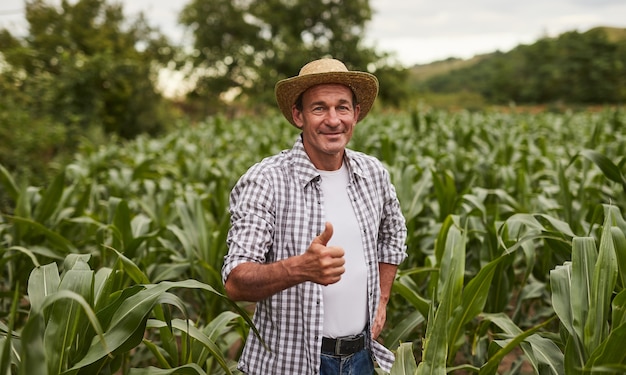 Mature farmer gesturing thumb up in corn field