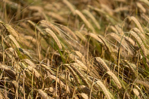 Mature Grain wheat field spike ear head