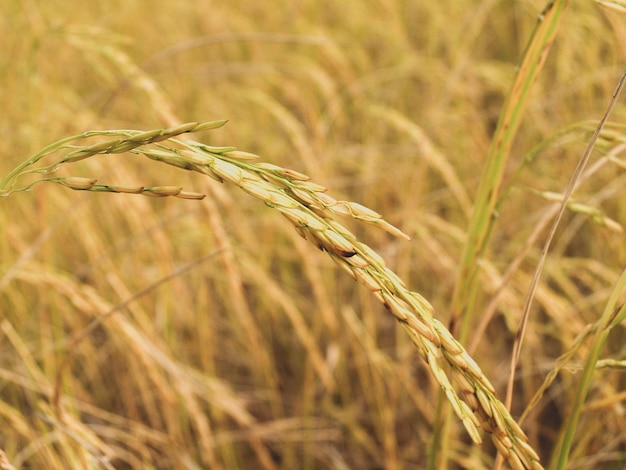 Mature harvest golden rice