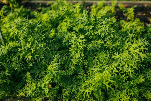 Mature lettuce plants in raised garden bed ready to harvest A variety of beautiful organic large green curled salad heads in daylight Selective focus with defocused and abstract veggie rows