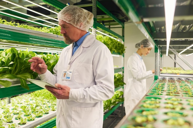 Photo mature male scientist with tablet looking at green lettuce seedlings