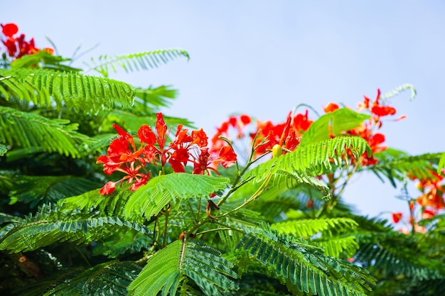 Mature red acacia tree with green petals bottom view