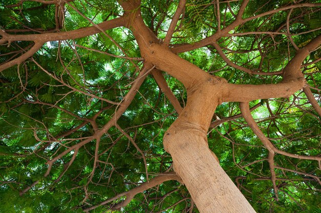 Mature red acacia tree with green petals bottom view