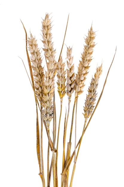 Mature stems with ears of rye on white background. 