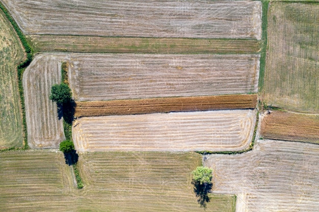 Mature wheat farmed fields aerial drone panorama