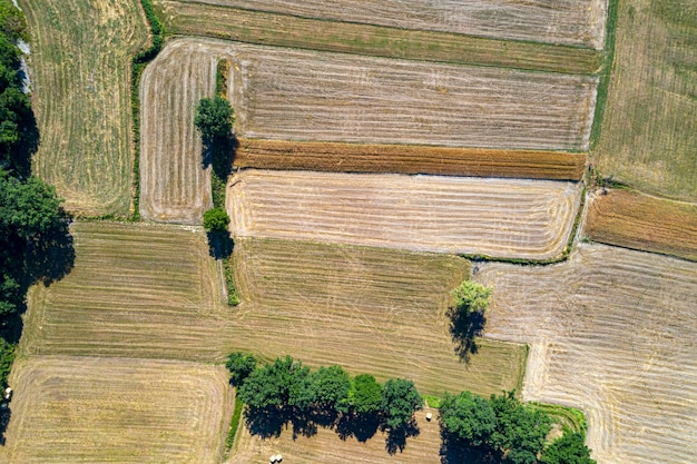 Mature wheat farmed fields aerial drone panorama