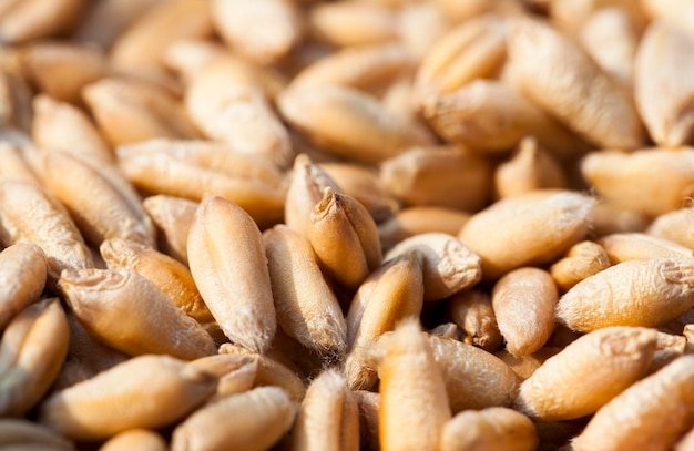 Mature wheat grains closeup