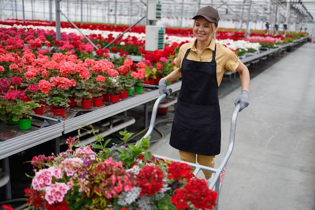 Mature woman florist pushing wheelbarrow full of potted flowers in greenhouse