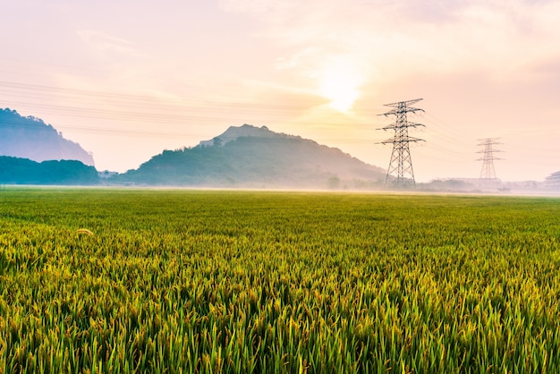 A maturing paddy field