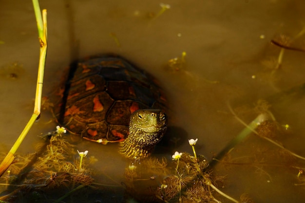 Mauremys leprosa - The leprous pond turtle is a species of semi-aquatic pond turtle in the Geoemydidae family