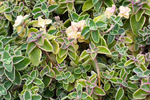 Maxican mint Fresh colorful leaves Coleus amboinicus