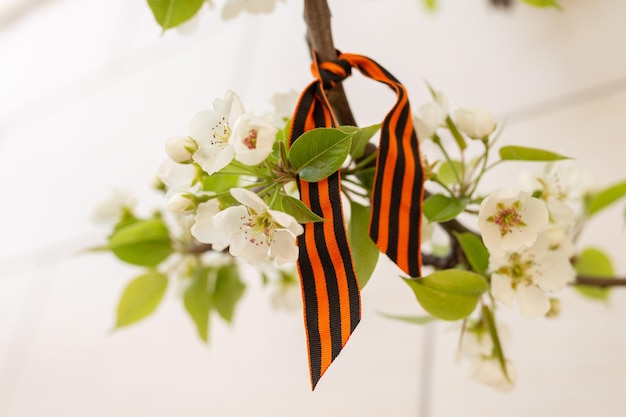 May 9 holiday ribbon of StGeorge and cherry flowers Traditional symbol of Victory Day 1945