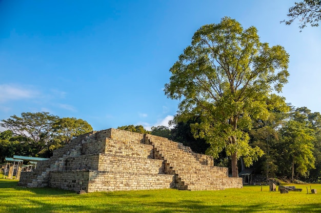 A Mayan pyramid next to a tree in Copan Ruinas temples Honduras