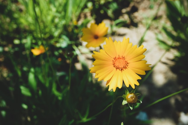 A meadow of blooming yellow Lanceolate coreopsis