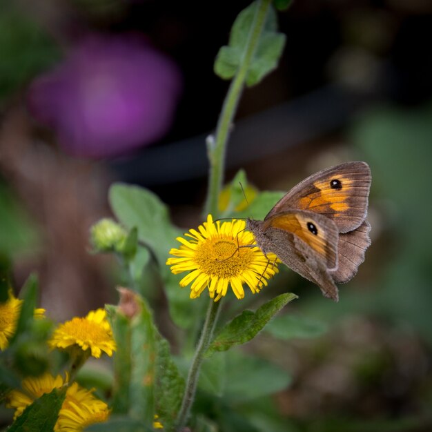 Meadow Brown Butterfly  feeding on a Common Fleabane