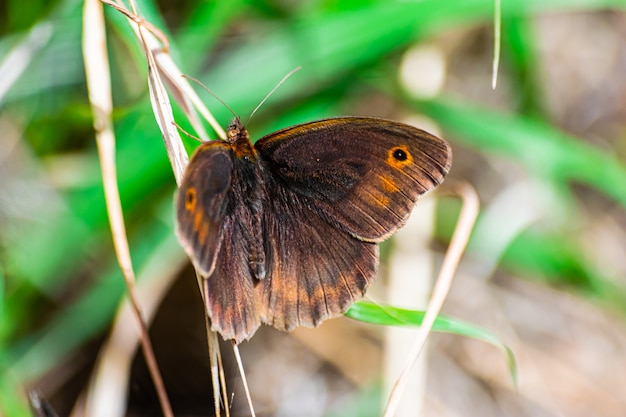 meadow brown butterfly