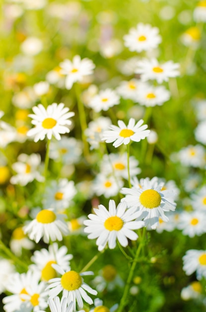 Meadow of chamomile flowers in the sun