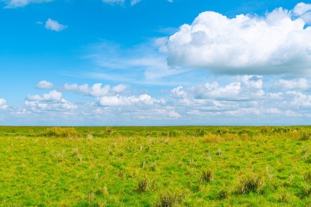 Meadow and cloud.