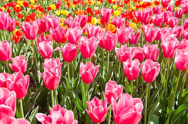 Meadow colored tulips