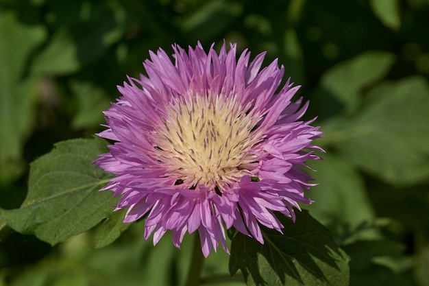 Meadow cornflower lat Centaurea jacea blooms in the garden