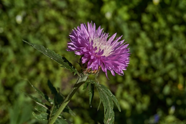 Photo meadow cornflower lat centaurea jacea blooms in the garden