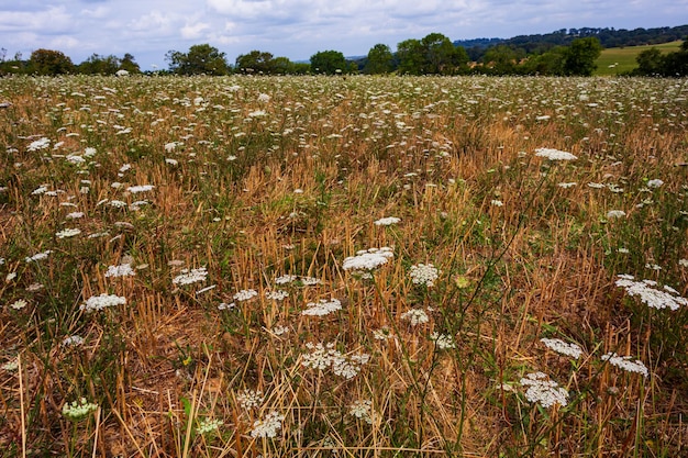 Meadow covered by Umbelliferae flowers family in the summer season