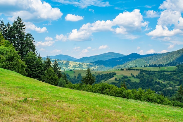 Meadow covered with grass on a background of mountains and forests