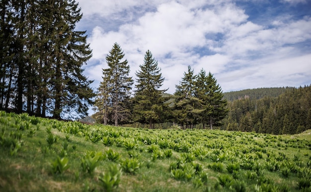 Meadow covered with vegetation on hillside against backdrop of fir trees and cloudy sky