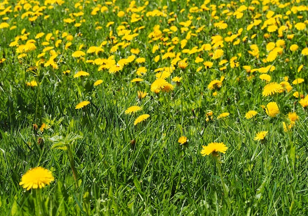 meadow of dandelions on a sunny day photography