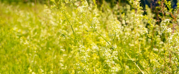 meadow field, summer rustic nature.