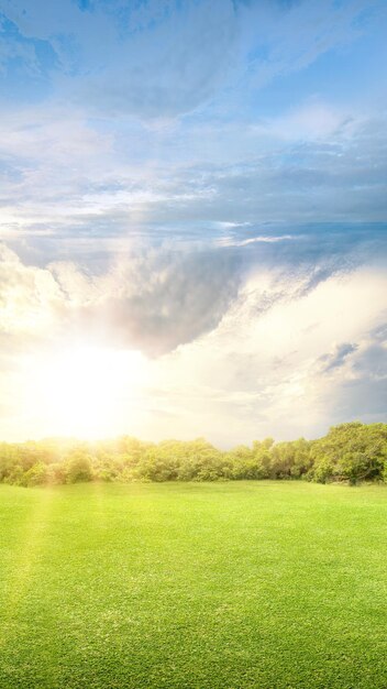 Meadow field with a blue sky background