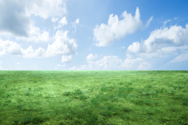 Meadow field with a blue sky surface. World environment day