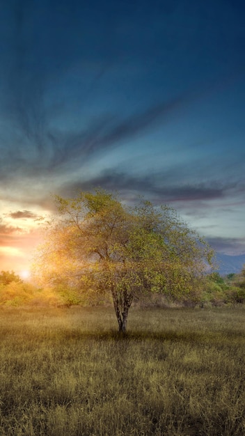 Meadow field with a sunset sky background