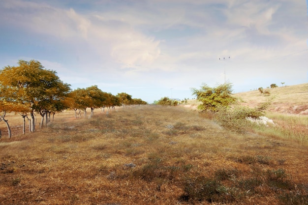 Meadow field with trees