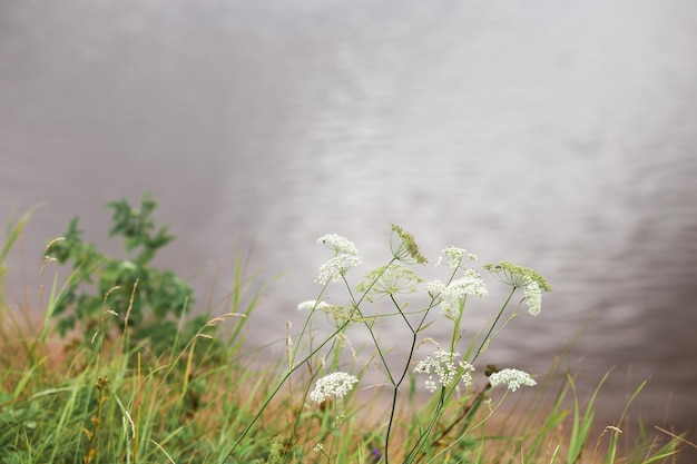 Meadow flothers and river water in cloudy day close up beautiful small grass flowers grass flowers w