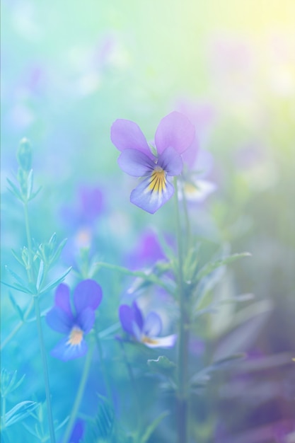 Meadow flowers purple and yellow violets among the grass sunny day summer background