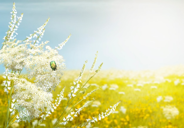 Meadow flowers in the summer outdoors in the field. A beetle sits on the white flowers, there is a place for the text.