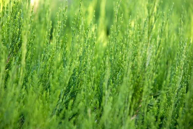 Meadow grass in the morning sun