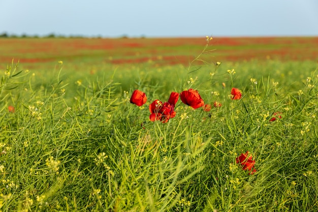 Photo meadow grasses, flowers, fields