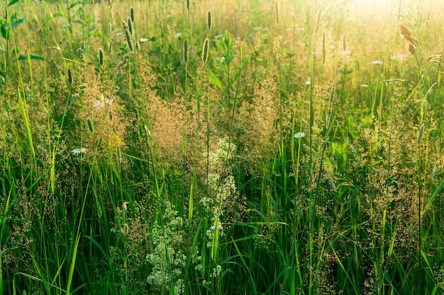 Meadow grasses in the sun warm natural background