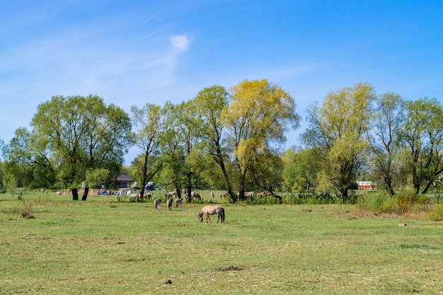 Meadow and horses. Rural landscape.